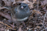 Dark-eyed junco