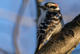 Downy woodpecker, male