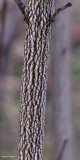 Bladdernut shrub bark  (<em>Staphylea trifolia</em>)