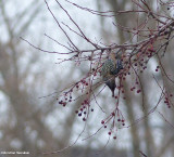 Starling in crabapple