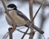 Black-capped chickadee