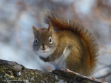 Red squirrel