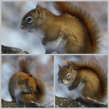 Red Squirrel