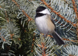 Chickadee in blue spruce