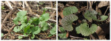 Garlic mustard basal rosettes