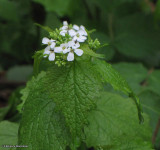 Garlic mustard flowers