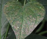 DSV leaf showing damage