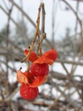 American bittersweet (<em>Celastrus scandens</em>)