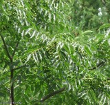 Amur corktree with unripe fruit (<em>Phellodendron amurense</em>)