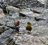 Birds enjoying the new dam