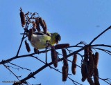 American goldfinch, male