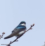 Tree swallow