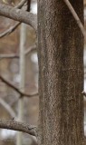 Blue beech bark  (<em>Carpinus caroliniana</em>)