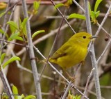 Yellow warbler, female