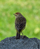 Palm warbler