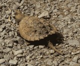 Snapping turtle