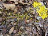 Slime mould 