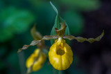 Yellow ladys-slipper (<em>Cypripedium parviflorum</em>)
