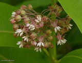 Common milkweed flower (<em>Asclepias syriaca</em>)