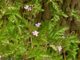 Herb robert (<em>Geranium robertianum</em>)