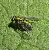 Long-legged fly (<em>Condylostylus</em>)