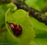 Asian ladybeetles (<em>Harmonia axyridis</em>)