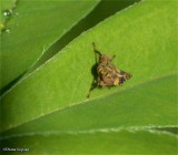 Leafhopper nymph (<em>Coelidia</em> sp.)