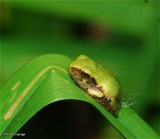 Gray treefrog (<em>Hyla versicolor</em>)