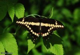 Giant Swallowtail (<em>Papilio cresphontes</em>)