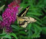 Giant Swallowtail (<em>Papilio cresphontes</em>)