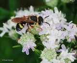 Bee wolf (<em>Philanthus</em> sp.)