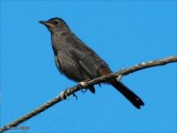 Gray catbird, juvenile