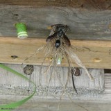 Grass-carrying Wasp (<em>Isodontia mexicana</em>)