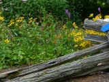 Butterfly meadow