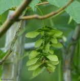 Striped maple keys (<em>Acer pensylvanicum</em>)