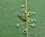 Aphids (<em>Myzocallis</em> sp.)