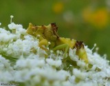 Ambush bug (<em>Phymata</em>)