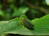Leafhopper (<em>Coelidia</em> sp.)