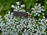 Virginia ctenucha moth  (<em>Ctenucha virginica</em>)