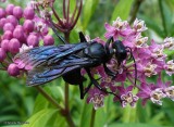 Great black digger wasp (<em>Sphex pensylvanicus</em>)