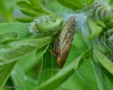 Leafhopper (<em>Aphrodes</em>) 