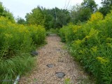 Butterfly meadow