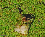 Nursery web spider (<em>Pisaurina mira</em>)