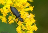 Blister beetle  (<em>Epicauta</em> sp.)