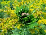 Bunch gall on goldenrod