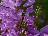White-faced meadowhawk on obedient plant