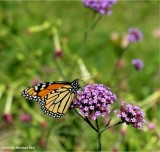 Monarch butterfly on <em>Verbena bonariensis</em>