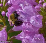 Bumble bee (<em>Bombus</em>) on Physostegia