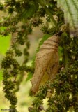 Empty cocoon of red admiral butterfly