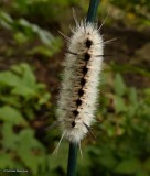 Hickory tussock caterpillar (<em>Lophocampa caryae</em>), #8211